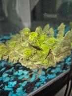 Neocaridina garnalen, Dieren en Toebehoren, Kreeft, Krab of Garnaal