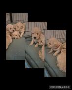 Golden retriever pups, Golden retriever, 8 tot 15 weken, Parvo, Meerdere dieren