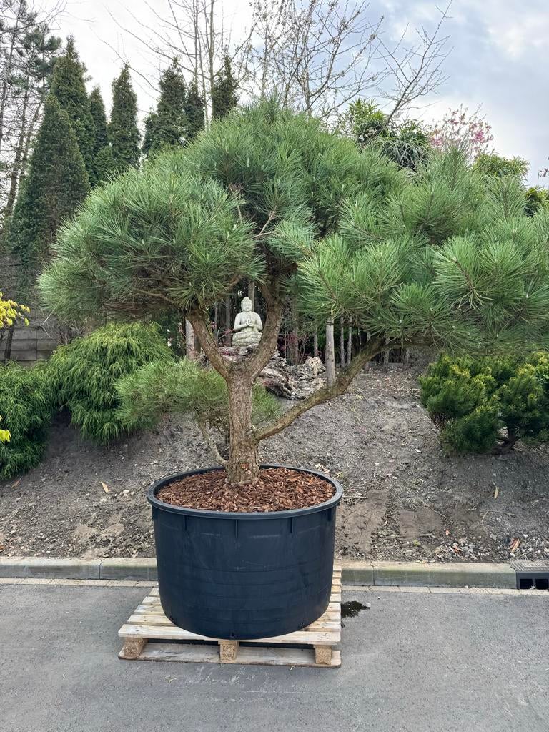 Uniek assortiment Pinus vormsnoei bomen, Bloeit niet, Overige soorten, 250 tot 400 cm, Ophalen