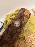 hamsters, Ophalen of Verzenden