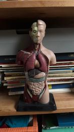 Menselijk lichaam met uitneembare organen, Ophalen, Zo goed als nieuw