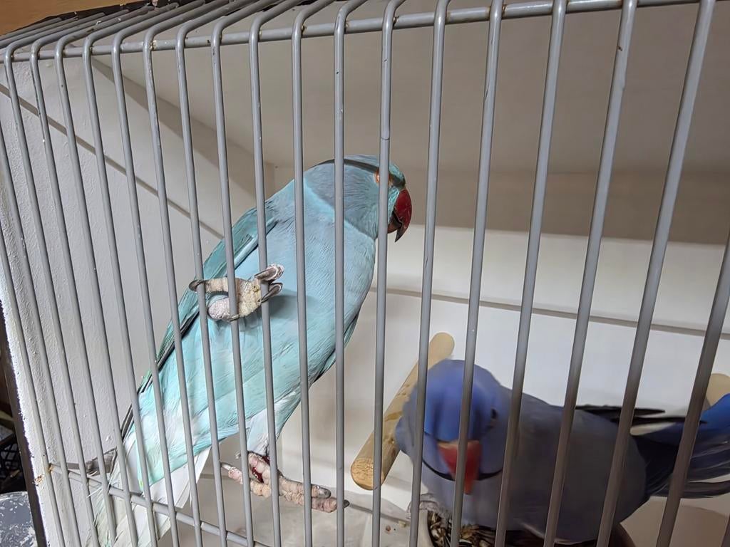 Halsbandparkieten koppel, Meerdere dieren, Parkiet, Geringd