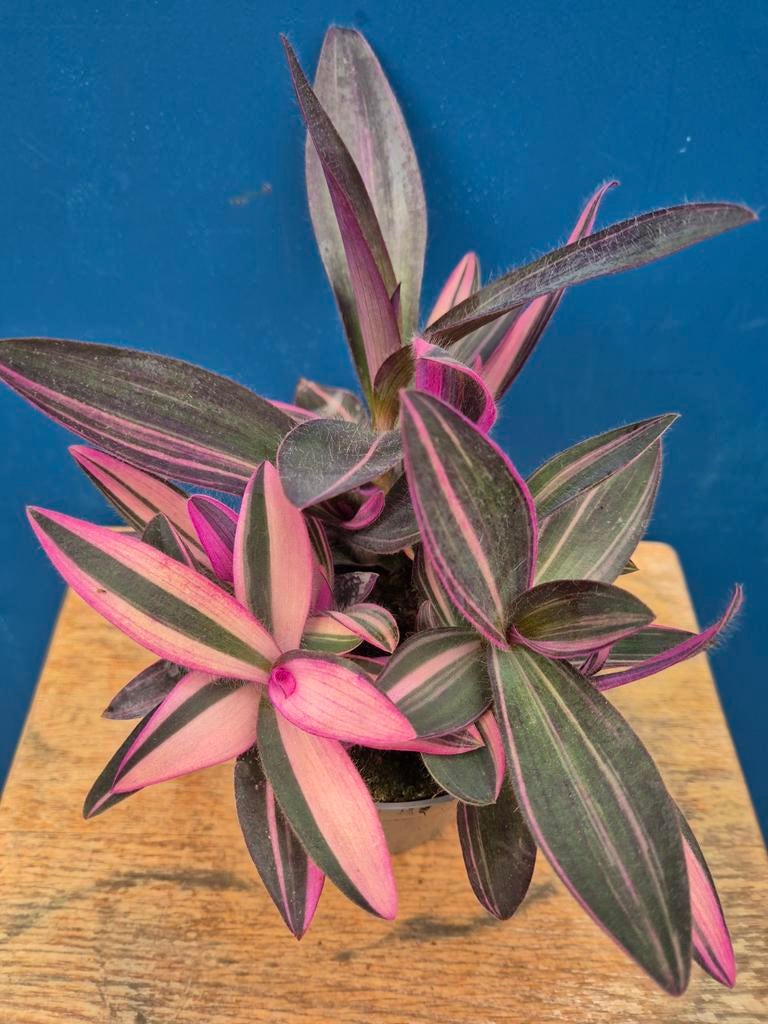 Tradescantia Pink Stripe p12 (2), Huis en Inrichting, Ophalen of Verzenden, Halfschaduw, Minder dan 100 cm