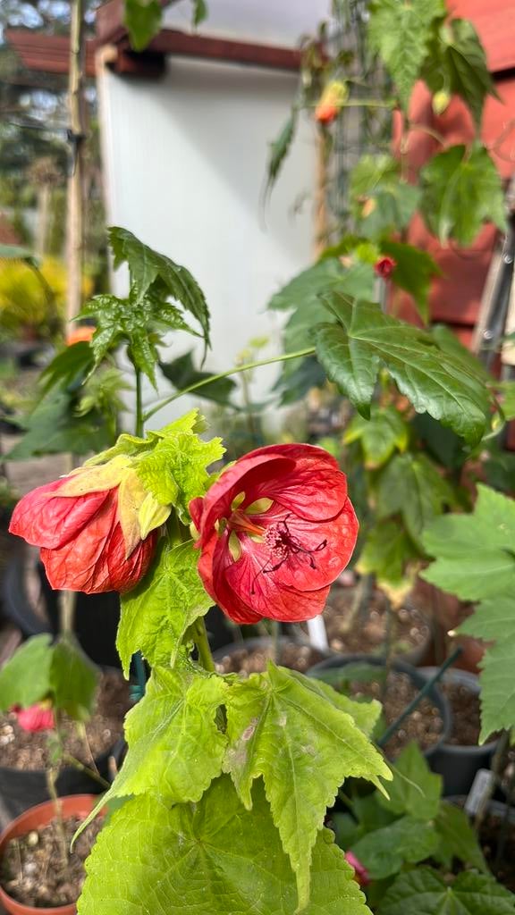 Diverse Abutilon soorten en kleuren, Tuin en Terras, Planten | Tuinplanten, Ophalen, Vaste plant, Overige soorten, Volle zon