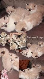 2 Schattige Kittens Te Koop, Meerdere dieren, Met stamboom, 0 tot 2 jaar
