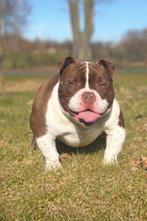 American bully dekreu, Dieren en Toebehoren, België, Fokker | Hobbymatig, 1 tot 2 jaar, Parvo