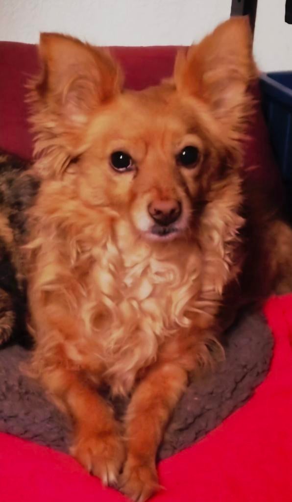 Met Spoed oppas gevraagd, Dieren en Toebehoren, 6 jaar of ouder, Parvo, Reu, Eén hond