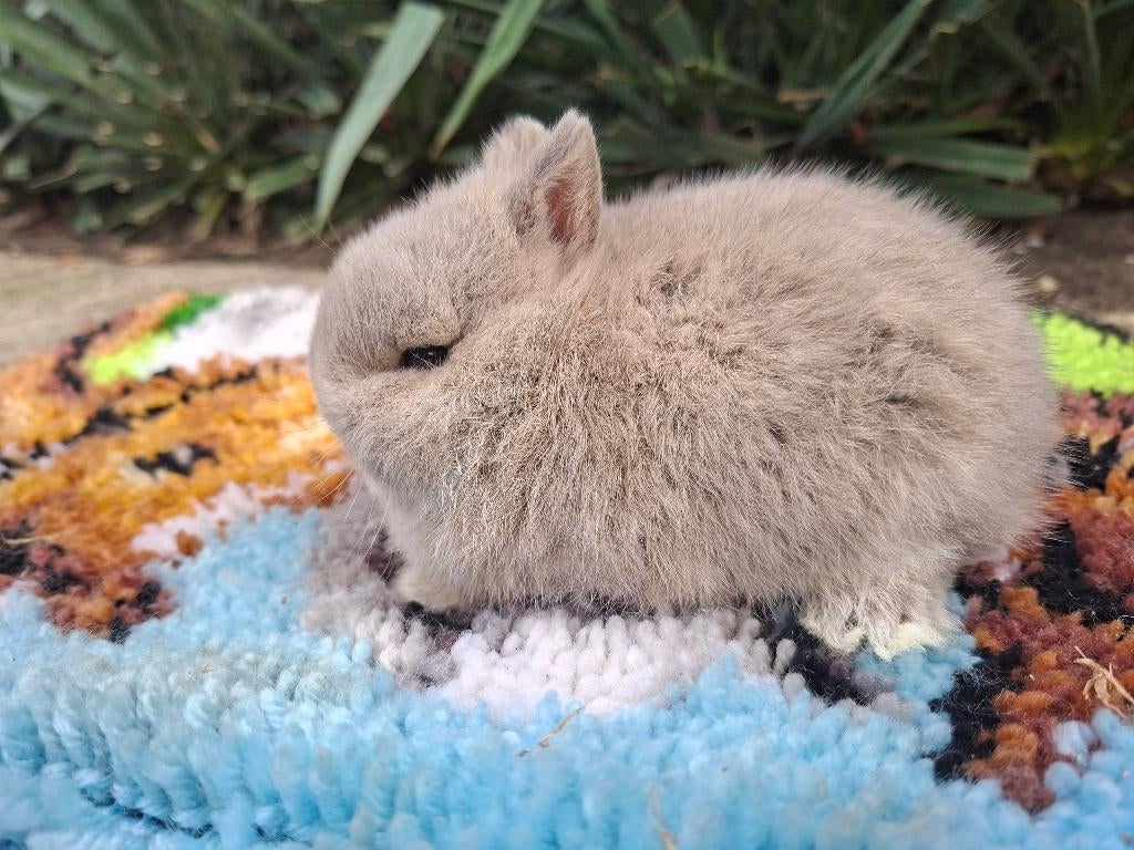 Kleurdwerg, Dieren en Toebehoren, Mannelijk, Dwerg, 0 tot 2 jaar