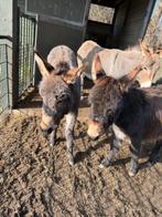 Jonge ezels, Dieren en Toebehoren, Overige Dieren, Mei, Meerdere dieren