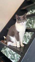 2 x poes en Kater nieuw huisje, Dieren en Toebehoren, Katten en Kittens | Raskatten | Korthaar, Poes