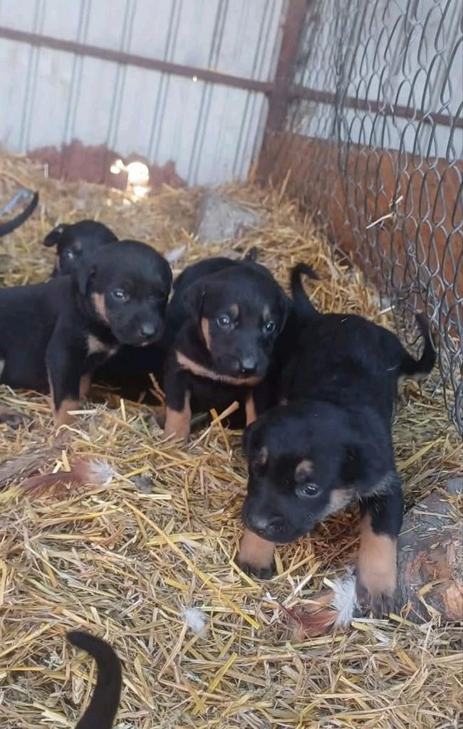 Labrador mix puppy's, Dieren en Toebehoren, Overige rassen, Meerdere, Meerdere dieren, Nederland