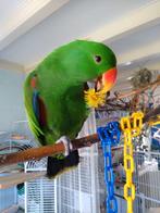 papegaai, Mannelijk, Papegaai, Pratend