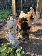 2 Bramha hennen en een kriel haan, Vrouwelijk, Kip