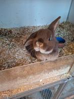 NHD bruin, Dieren en Toebehoren, Konijnen, Mannelijk, Dwerg, Hangoor, 0 tot 2 jaar