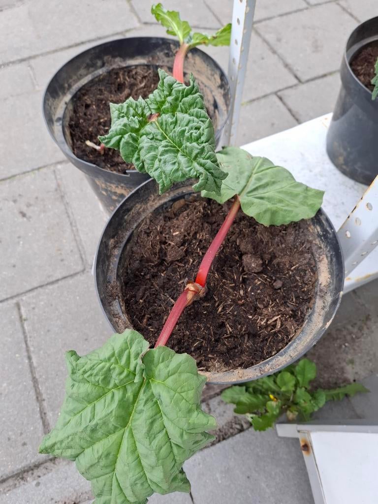 Te koop Rabarberplant in grote pot., Ophalen, Overige soorten, Volle zon