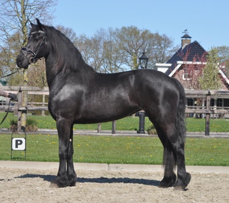 3 jarige Friese merrie v.Jouwe, Dieren en Toebehoren, Paarden, Merrie, Met stamboom, Dressuurpaard, 3 tot 6 jaar