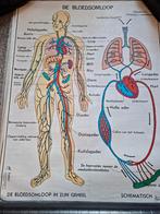 Hele set Hebri didactische anatomische posters, Ophalen of Verzenden, Zo goed als nieuw, 2000 tot heden, Overige typen