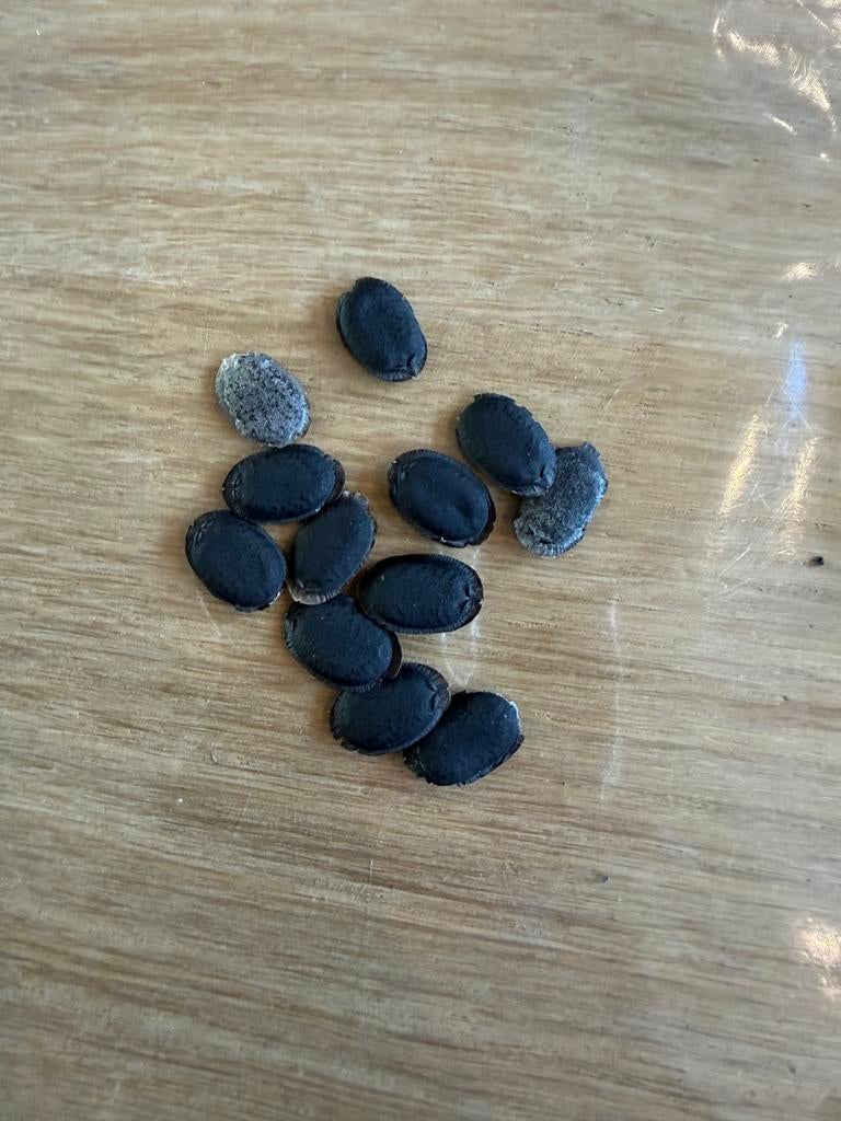 Luffa zaden/ spons komkommer, Tuin en Terras, Ophalen of Verzenden, Voorjaar, Volle zon, Zaad