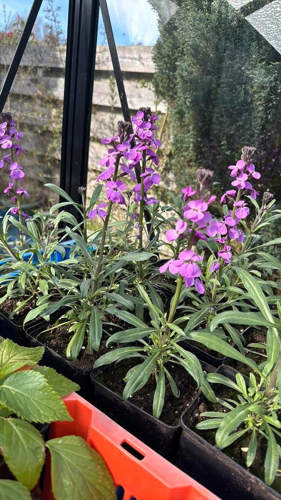Erysimum 'Bowles Mauve' (muurbloem), Tuin en Terras, Planten | Tuinplanten, Overige soorten, Volle zon, Ophalen of Verzenden