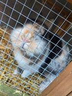 Konijn, Dieren en Toebehoren, Mannelijk, Middelgroot