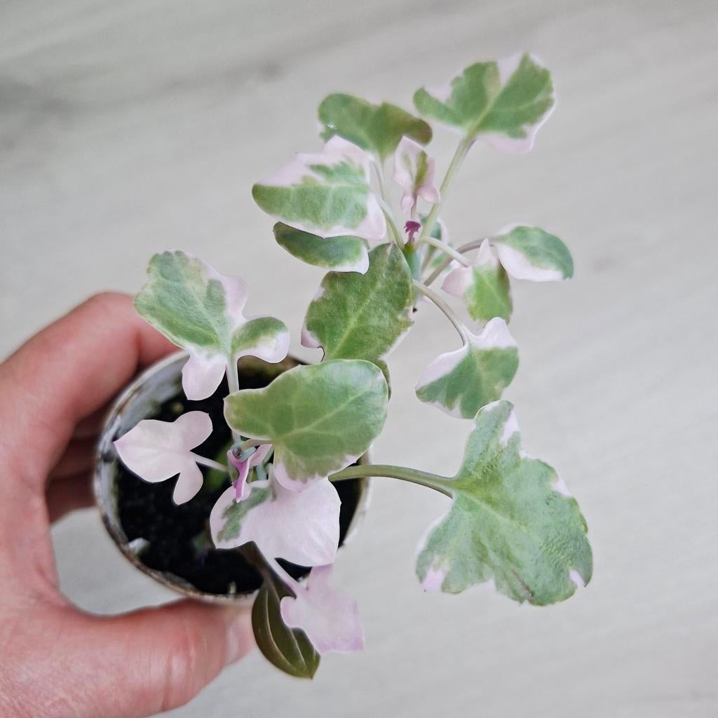 Senecio articulatus stekjes, Ophalen of Verzenden, Halfschaduw, Minder dan 100 cm