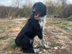 Rhenna een lieve, zachtaardige en prachtige hond, Particulier, 1 tot 2 jaar, Buitenland, Teef