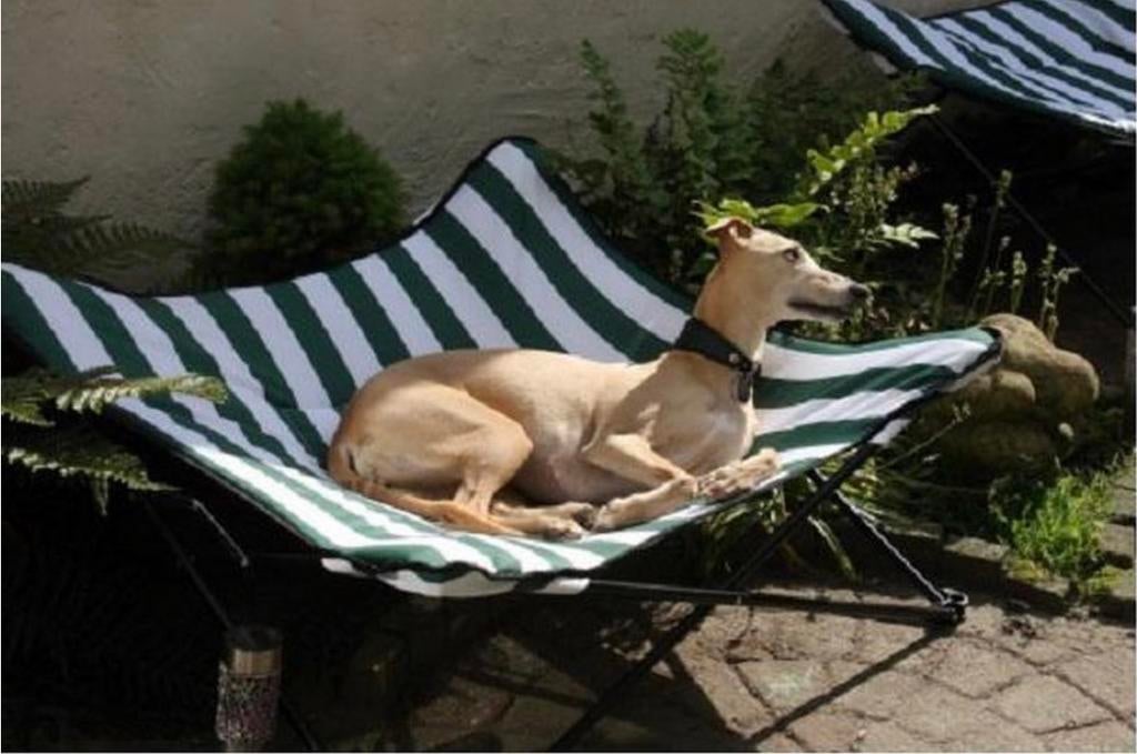 Hondenstretcher ., Dieren en Toebehoren, Honden-accessoires, Ophalen of Verzenden, Zo goed als nieuw