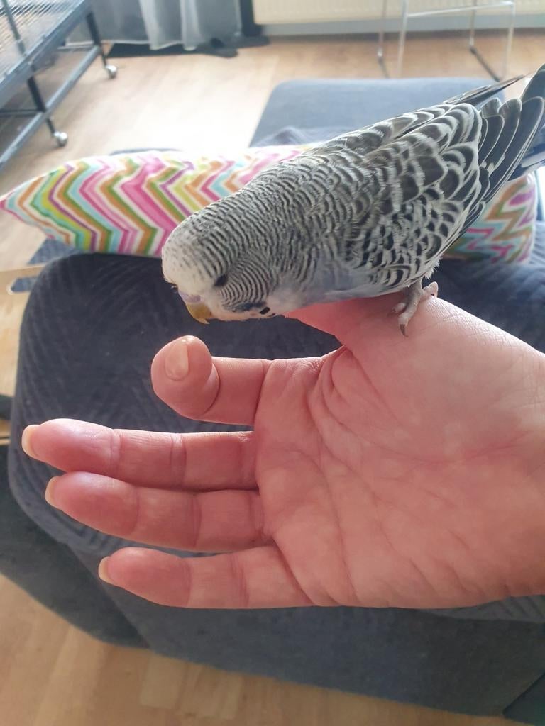 Super tamme jonge Engelse parkiet aangeboden., Dieren en Toebehoren, Vogels | Parkieten en Papegaaien, Meerdere dieren, Parkiet