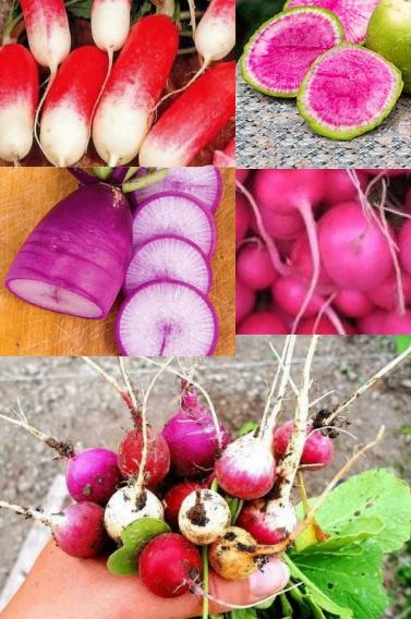 Radijs zaden, Verzenden, Zaad