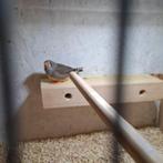Te koop zebravink popje, Dieren en Toebehoren, Vrouwelijk