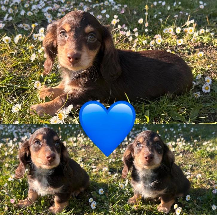 Mooie langharige kaninchen/dwergteckeltjes, Dieren en Toebehoren, Honden | Teckels en Dashonden, Meerdere dieren, Langhaar, Dwerg