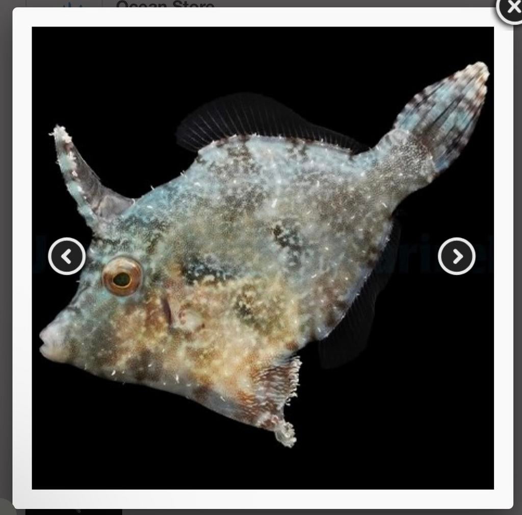 Acreichthys tomentosus, Dieren en Toebehoren, Vissen | Aquariumvissen, Vis