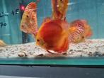 Red Melon Discus, Symphysodon Discus, Dieren en Toebehoren, Vissen | Aquariumvissen, Vis, Zoetwatervis