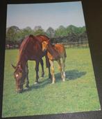 Paarden - Cheveaux - Samen met veulen, Verzenden, 1960 tot 1980, Gelopen, Paard