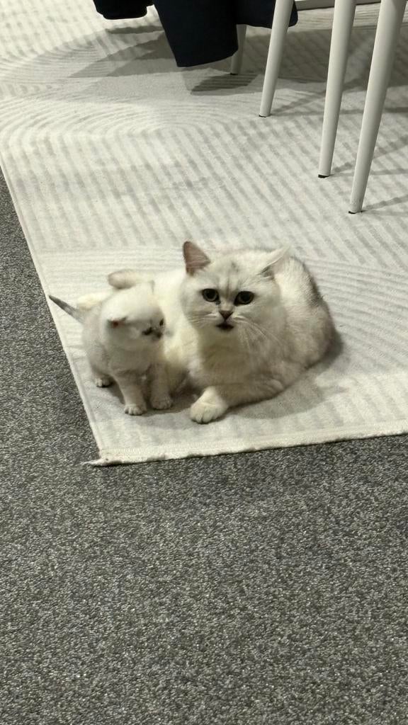 Raszuivere Britse korthaar kittens, Dieren en Toebehoren, Katten en Kittens | Raskatten | Korthaar, Meerdere dieren, Ontwormd