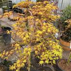 Japanse Esdoorn of Acer in diverse soorten, Ophalen of Verzenden, In pot, Minder dan 100 cm