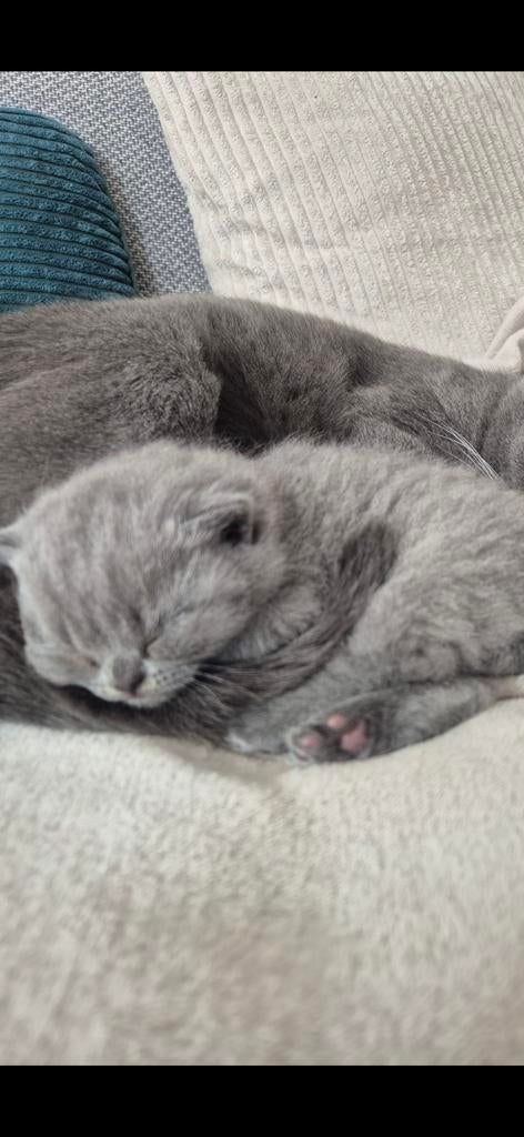 Kitten Britse korthaar (vrouwtje), Dieren en Toebehoren, Katten en Kittens | Raskatten | Korthaar, Poes