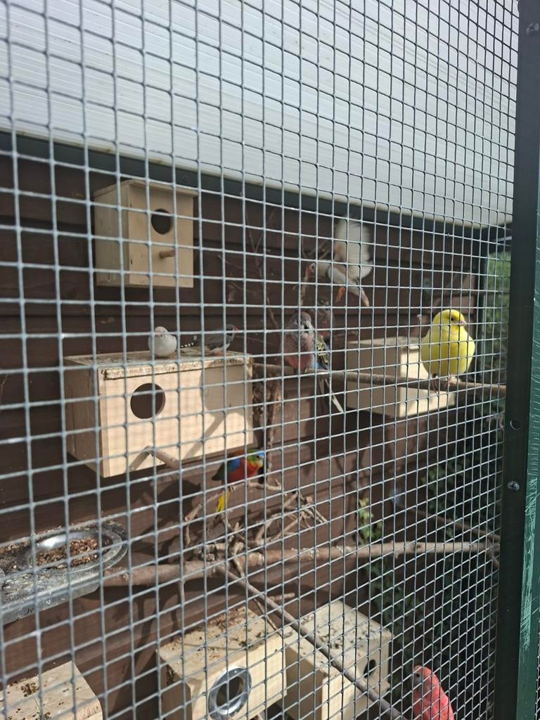 2 broedkoppels bourkes parkieten, Meerdere dieren, Parkiet