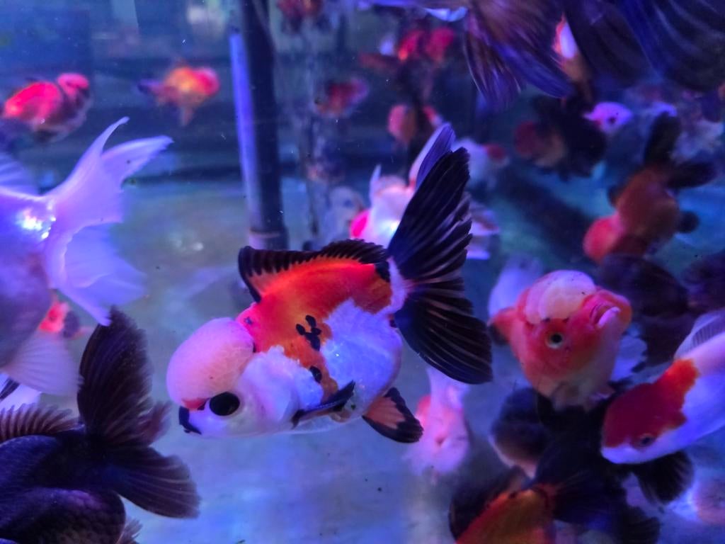 Handpick Oranda, Rozentail, Goudvis 13/15 cm - Koidream, Dieren en Toebehoren, Goudvis(sen)