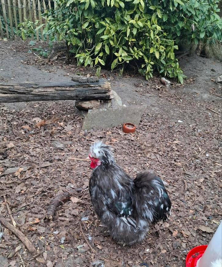 Zijdehoen haantjes, Dieren en Toebehoren, Pluimvee, Kip, Mannelijk