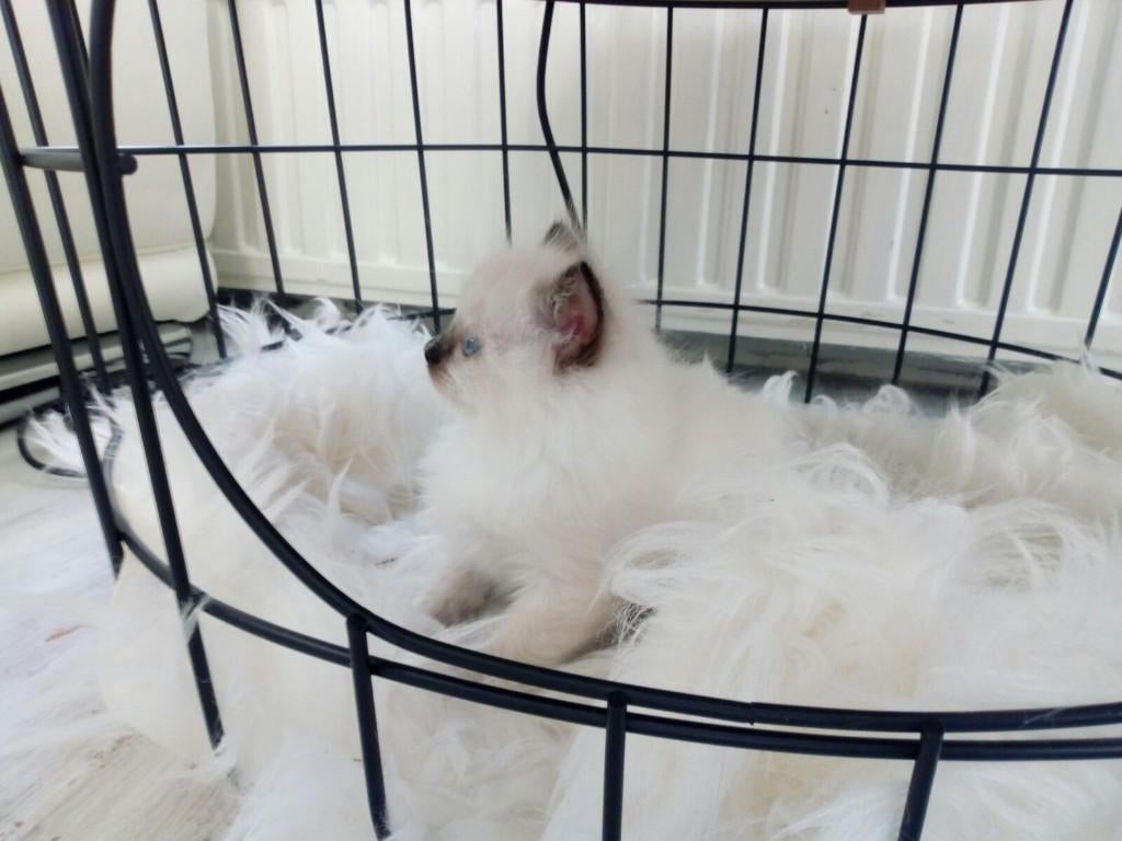 ragdoll kittens, Dieren en Toebehoren, Katten en Kittens | Raskatten | Langhaar, Meerdere dieren, Met stamboom, 0 tot 2 jaar