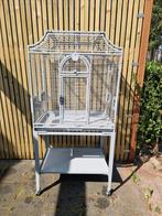 Prachtige kooi parkieten en kleine papegaaien, Meerdere dieren, Parkiet