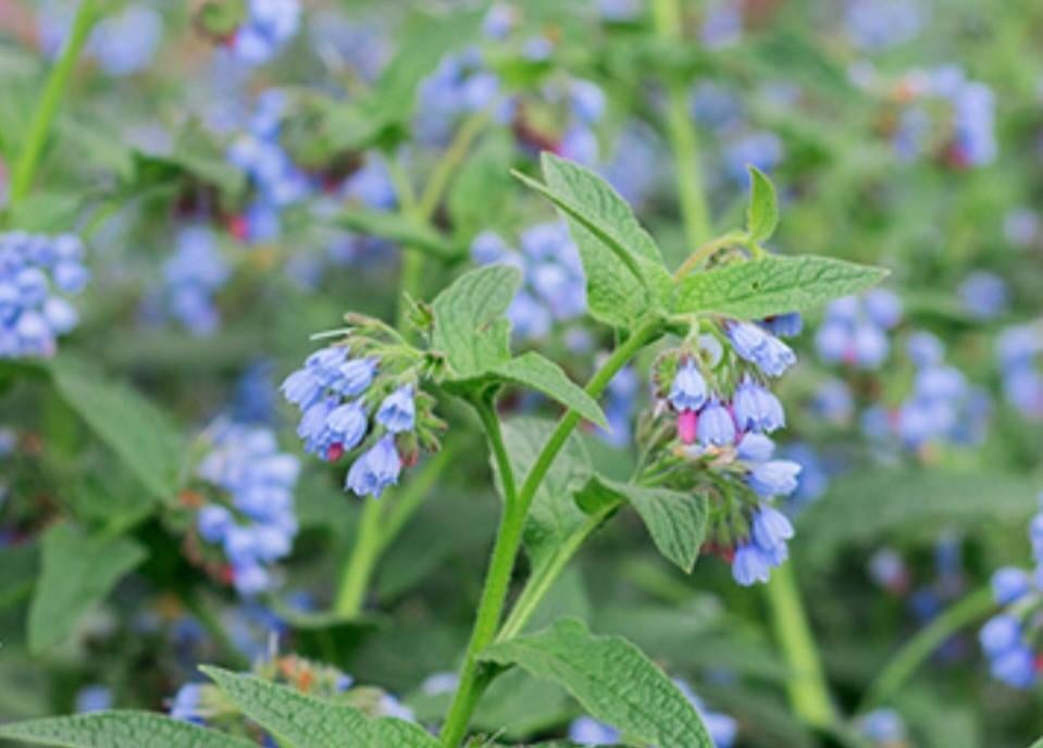 Blauwe Smeerwortel

Symphytum azureum, Ophalen, Overige soorten, Volle zon
