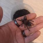 Tliltocatl albopilosus (nicaragua), Dieren en Toebehoren, Insecten en Spinnen, Spin of Schorpioen