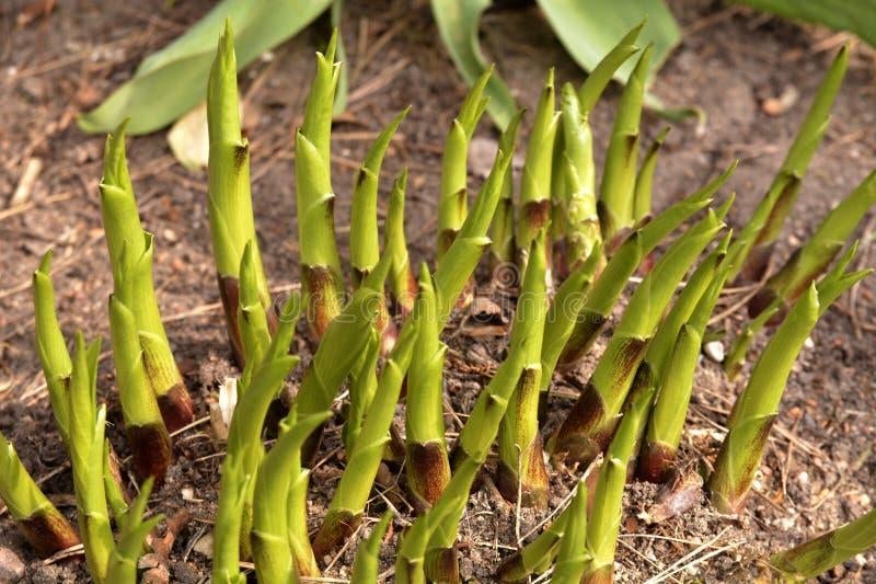 Hosta's, Tuin en Terras, Planten | Tuinplanten, Vaste plant, Halfschaduw, Zomer, Ophalen