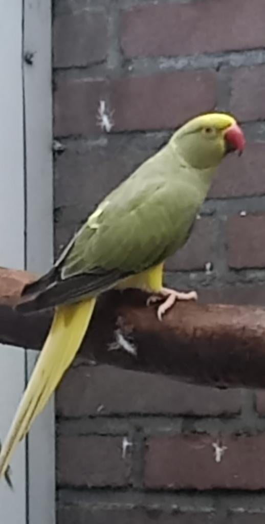 Mooie Olijf Geelkop Geelstaart/blauw
Pop met DNA 2023, Vrouwelijk, Parkiet