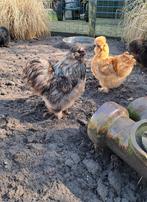 Broedeieren Zijdehoender usa gebaard, Dieren en Toebehoren, Pluimvee, Geslacht onbekend, Kip