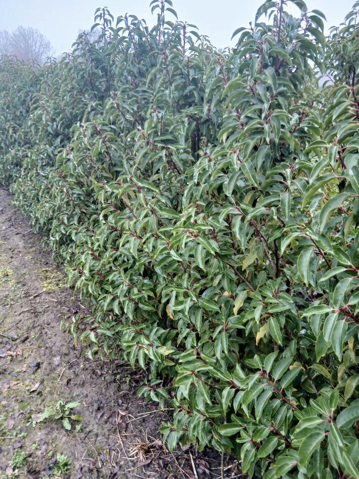 Portugese laurier Prunus lusitanica Angustifolia, Tuin en Terras, Planten | Struiken en Hagen, Haag, Laurier, 100 tot 250 cm, Ophalen