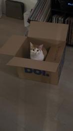 Kitten/ vriendje gezocht !, Kater