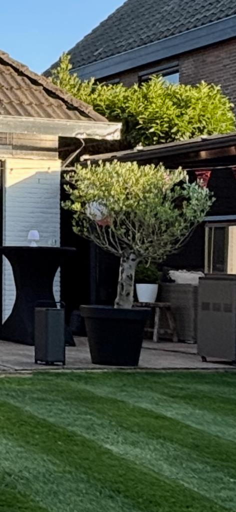 2 olijfbomen in zwarte pot, Tuin en Terras, Planten | Bomen, Ophalen of Verzenden, 100 tot 250 cm, Olijfboom, Zomer